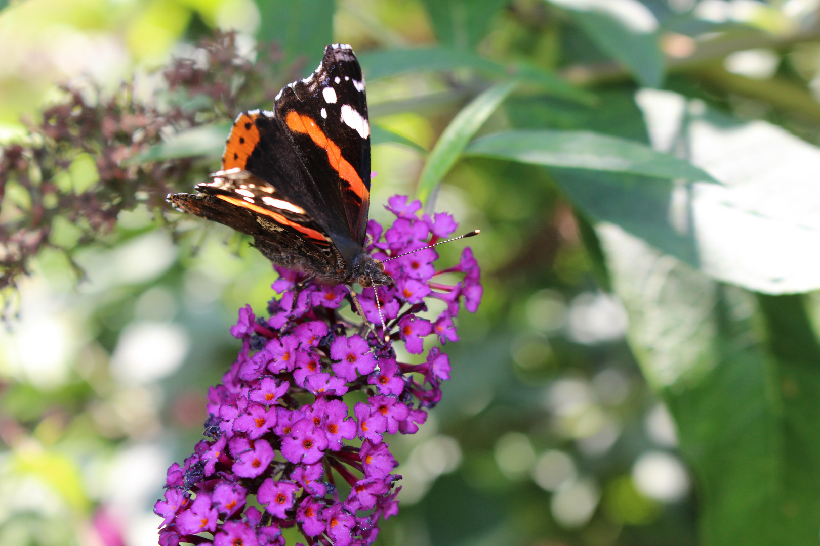 Schmetterling Admiral auf Sommerflieder