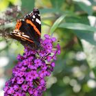 Schmetterling Admiral auf Sommerflieder