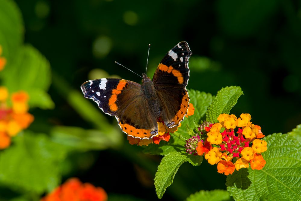 Schmetterling Admiral auf Wandelröschen (Lantana camara)