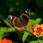 Schmetterling Admiral auf Wandelröschen (Lantana camara)