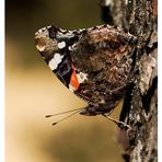 Schmetterling (Admiral) beim Sonnenbad