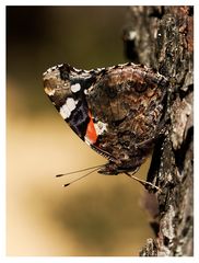 Schmetterling (Admiral) beim Sonnenbad