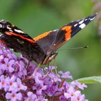 Schmetterling "Admiral"