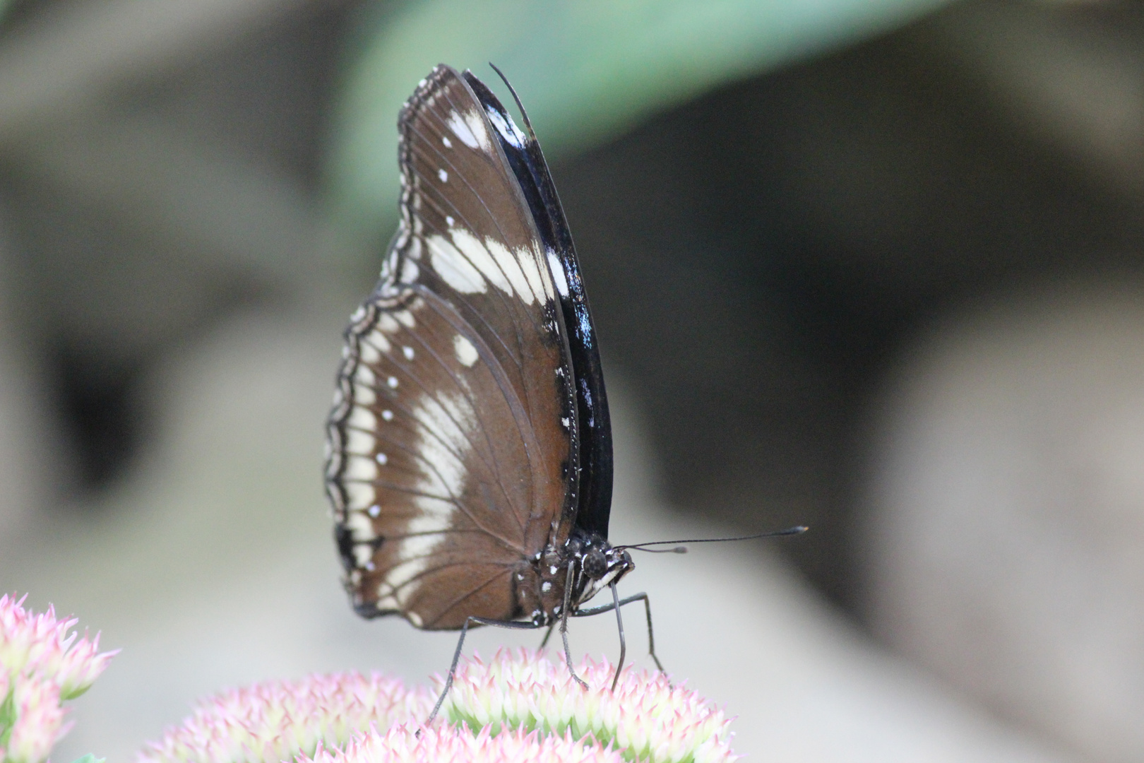 Schmetterling