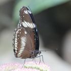 Schmetterling