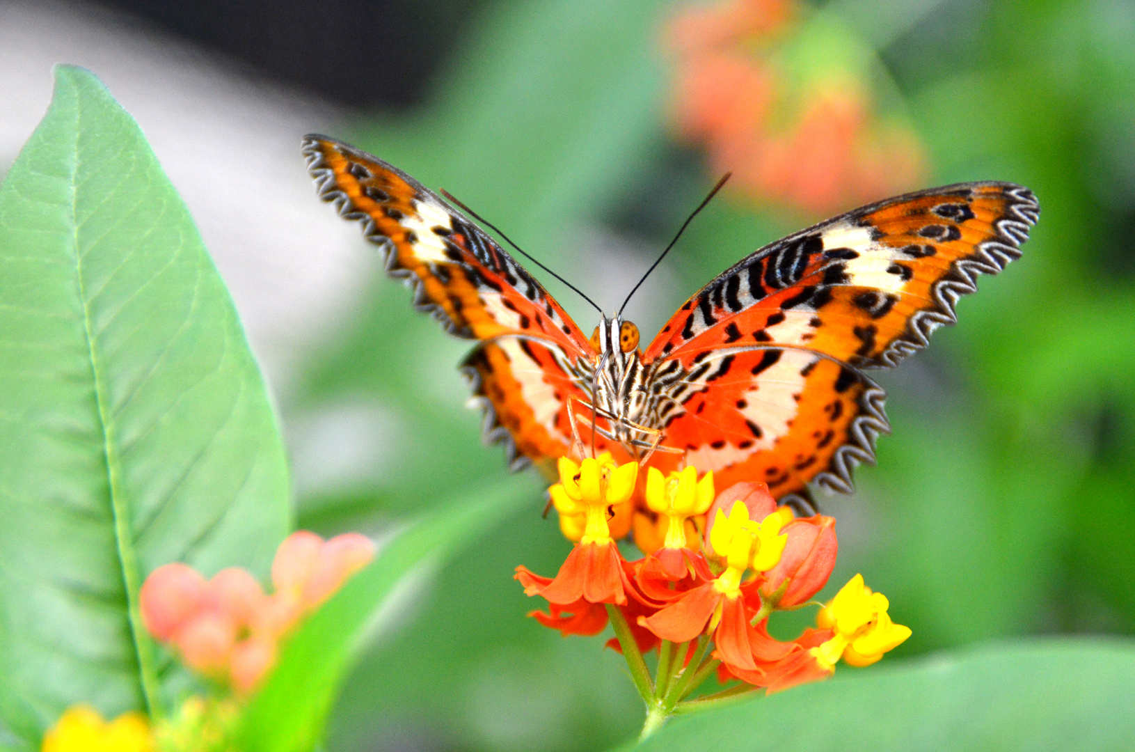 Schmetterling