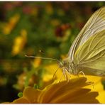 Schmetterling