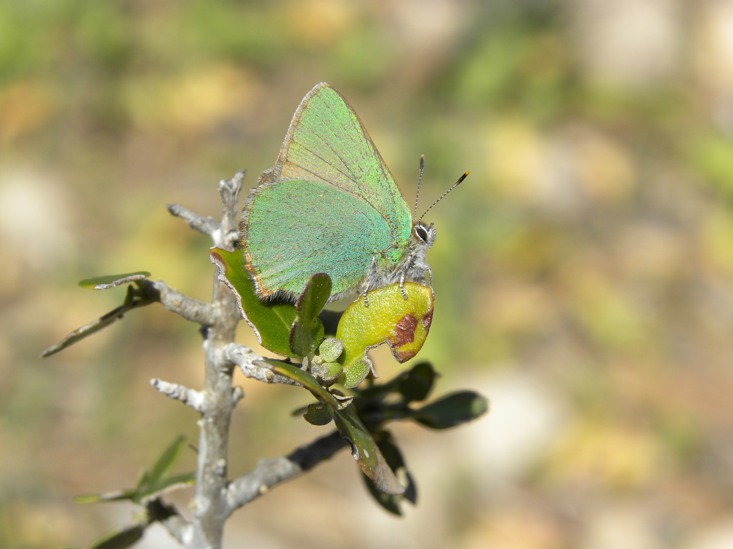 Schmetterling