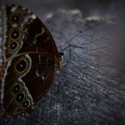 Schmetterling