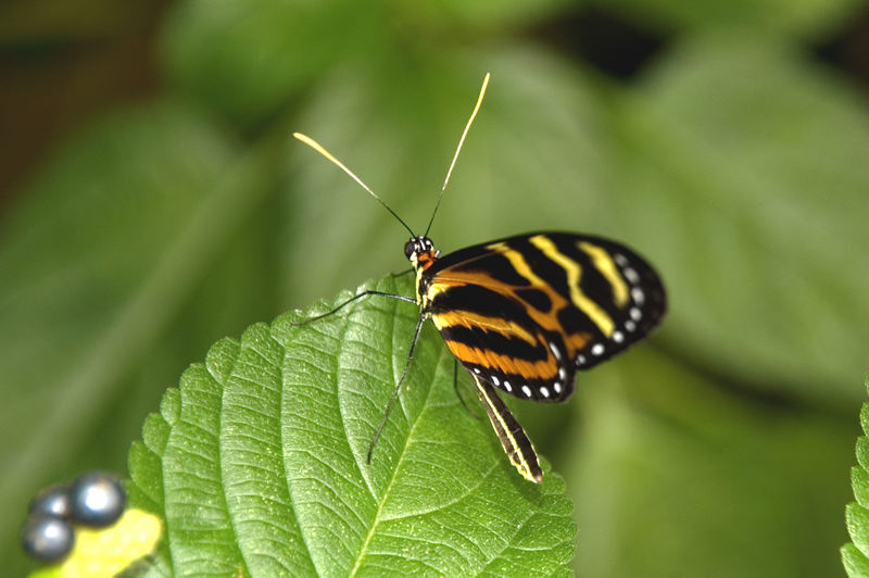 Schmetterling