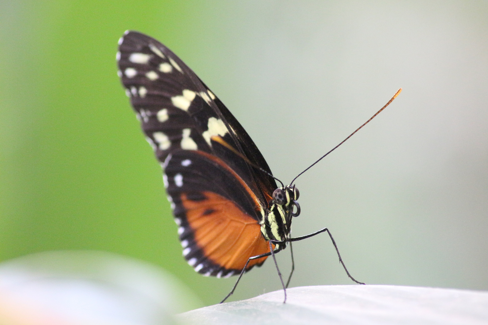 Schmetterling