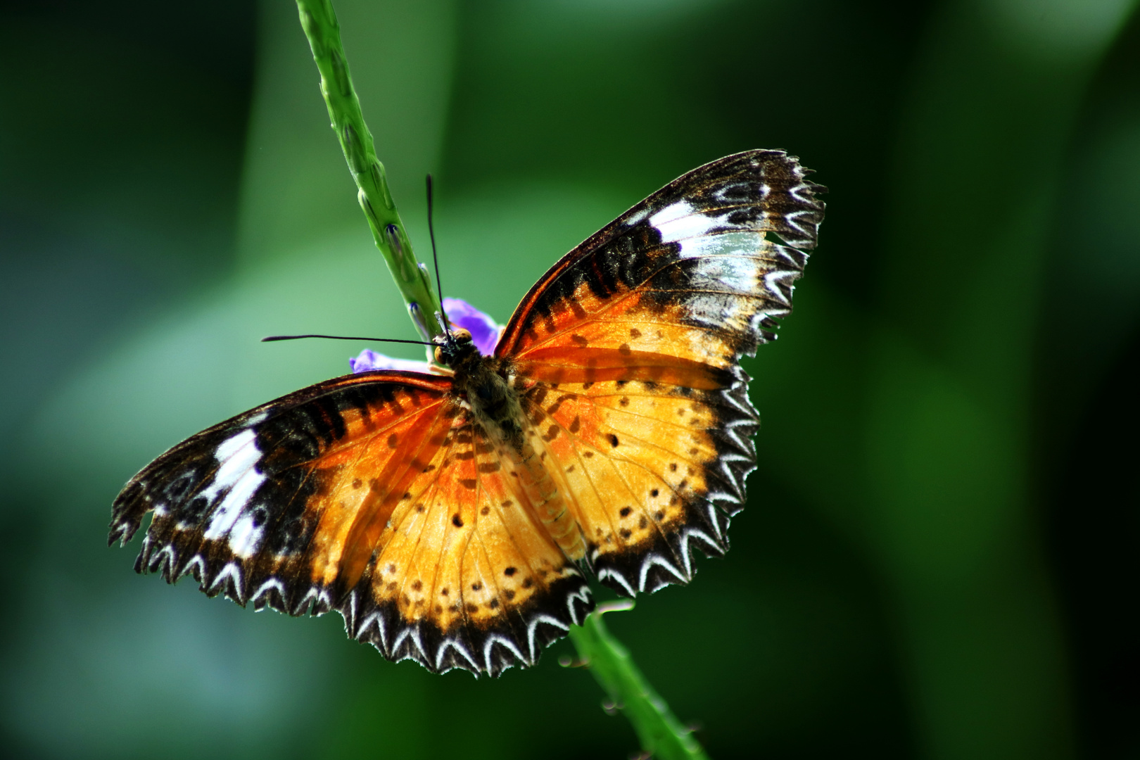 Schmetterling