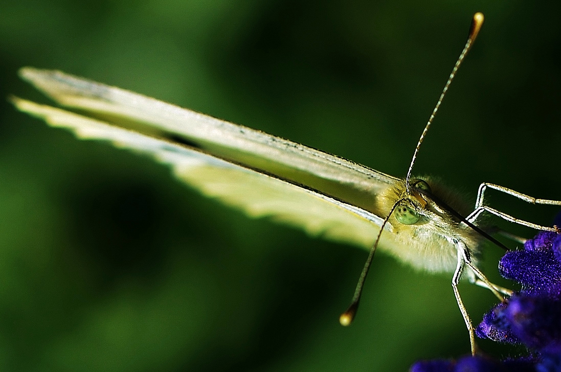 Schmetterling