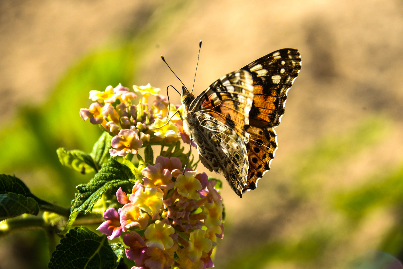 Schmetterling Ägyptens