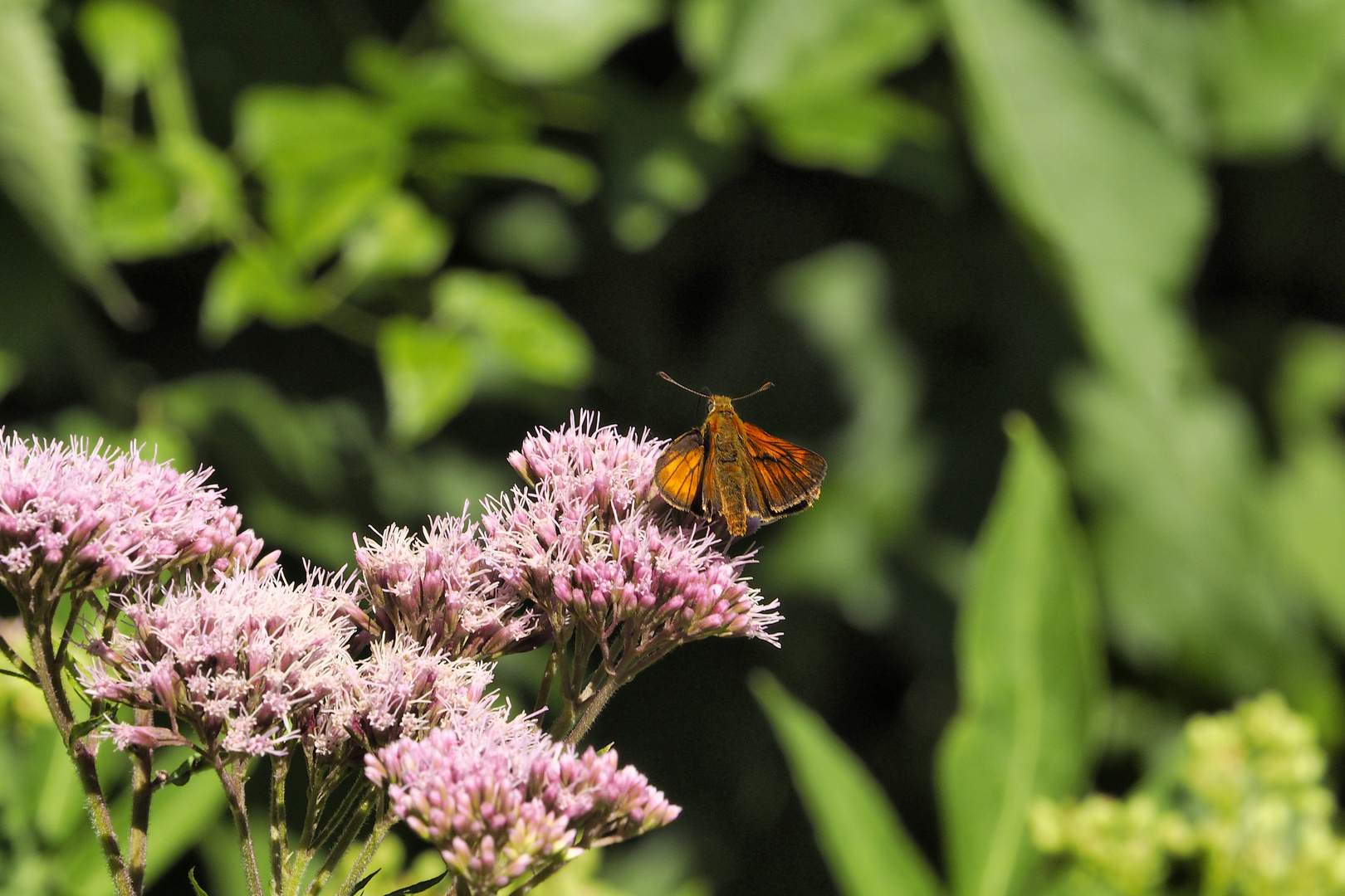 Schmetterling