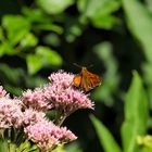 Schmetterling