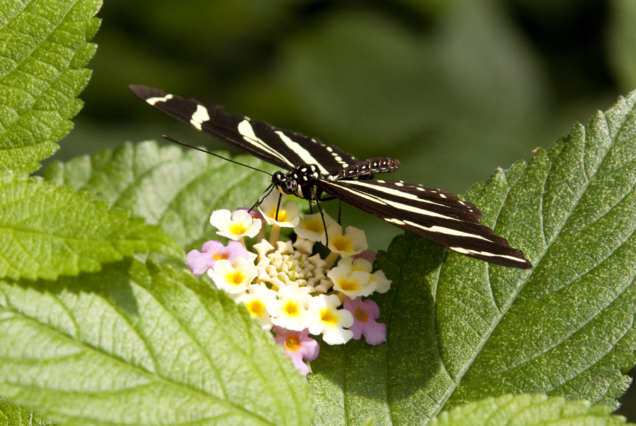 -Schmetterling-