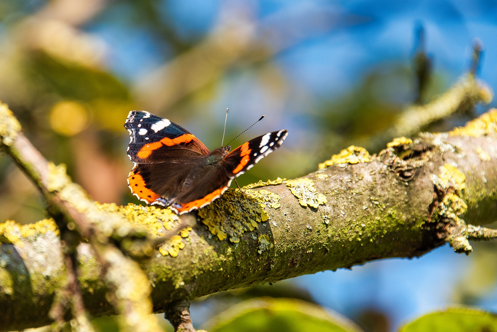 Schmetterling