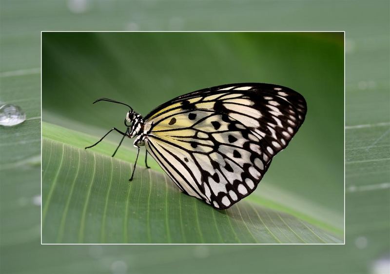 Schmetterling