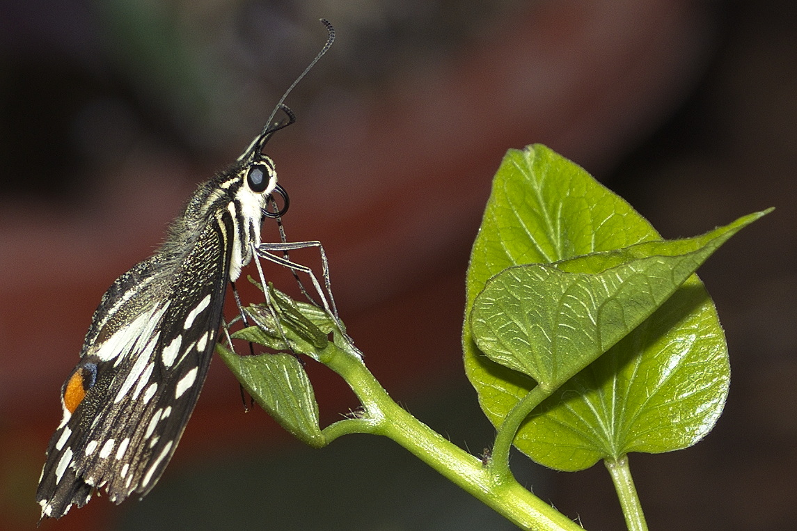 Schmetterling