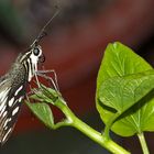 Schmetterling