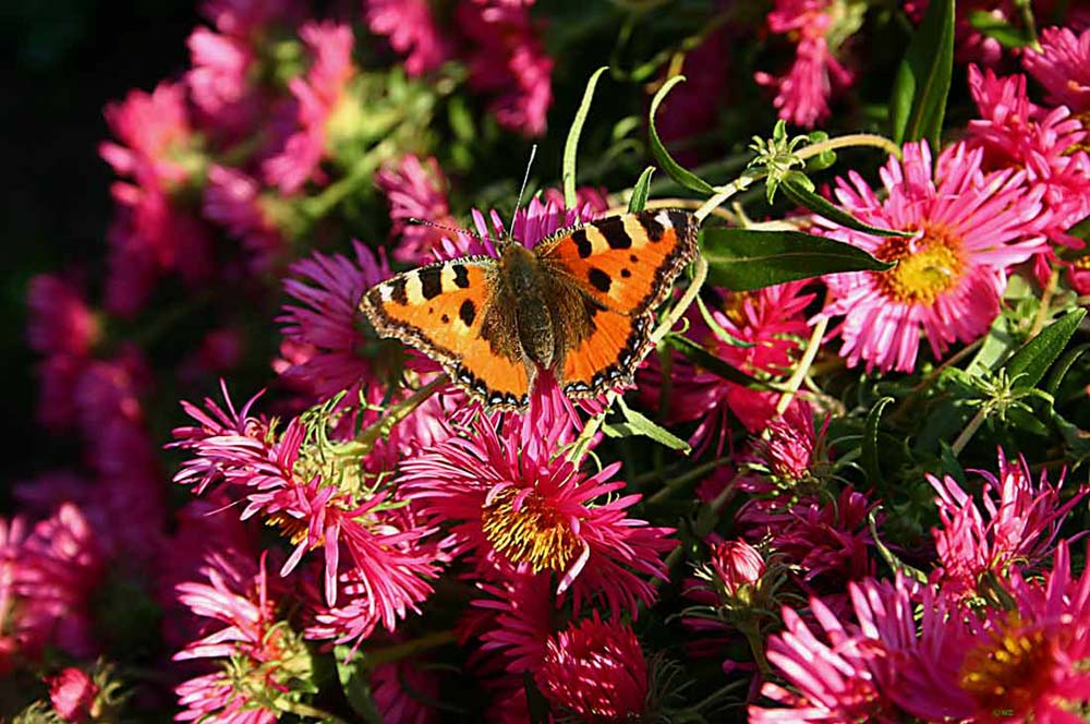 Schmetterling