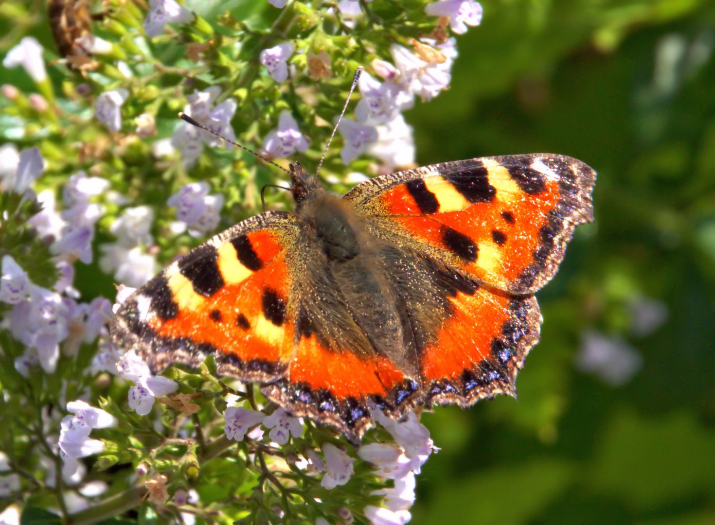 Schmetterling