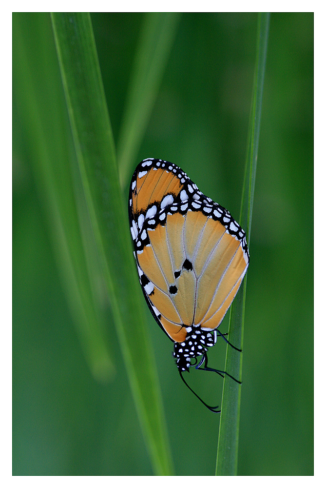 Schmetterling