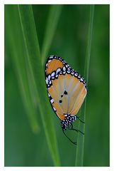 Schmetterling