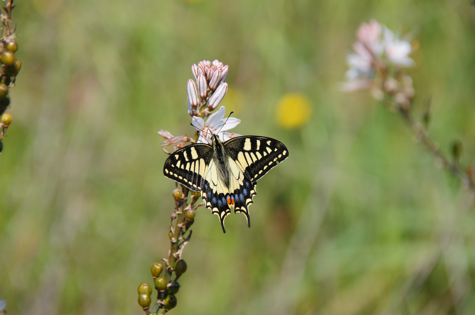 Schmetterling