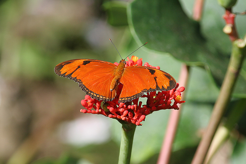 Schmetterling