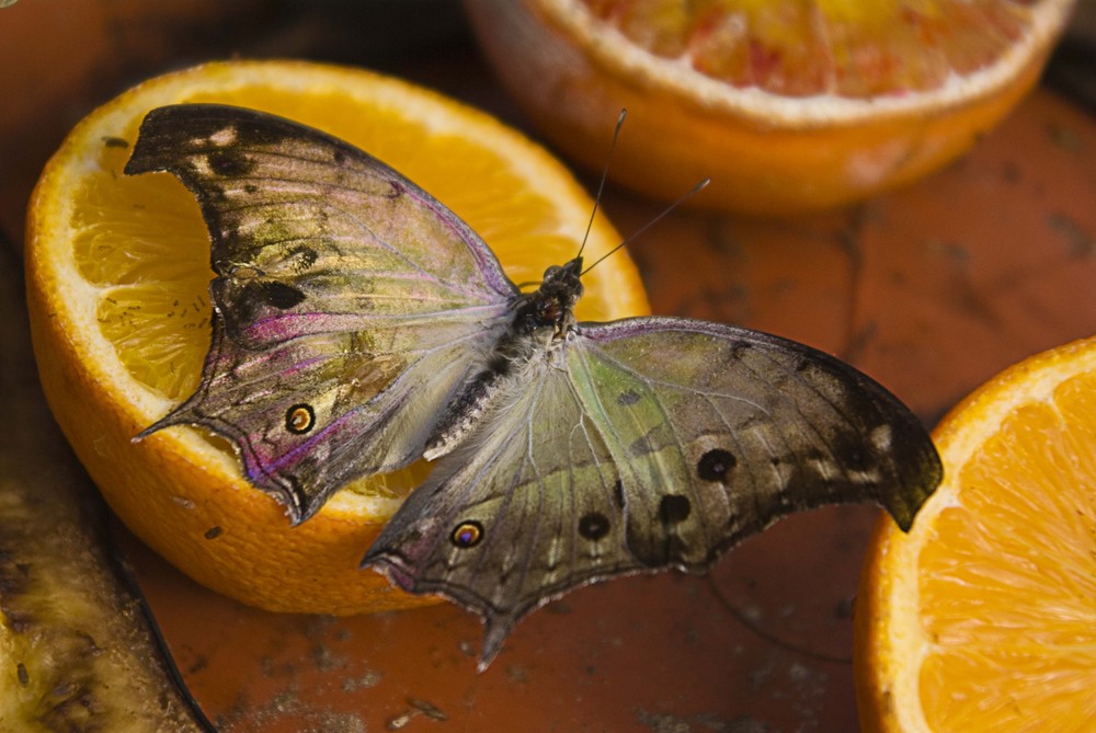 Schmetterling