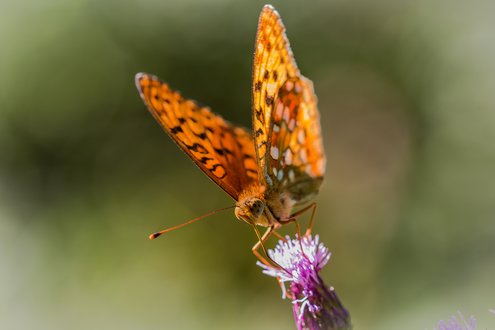 Schmetterling