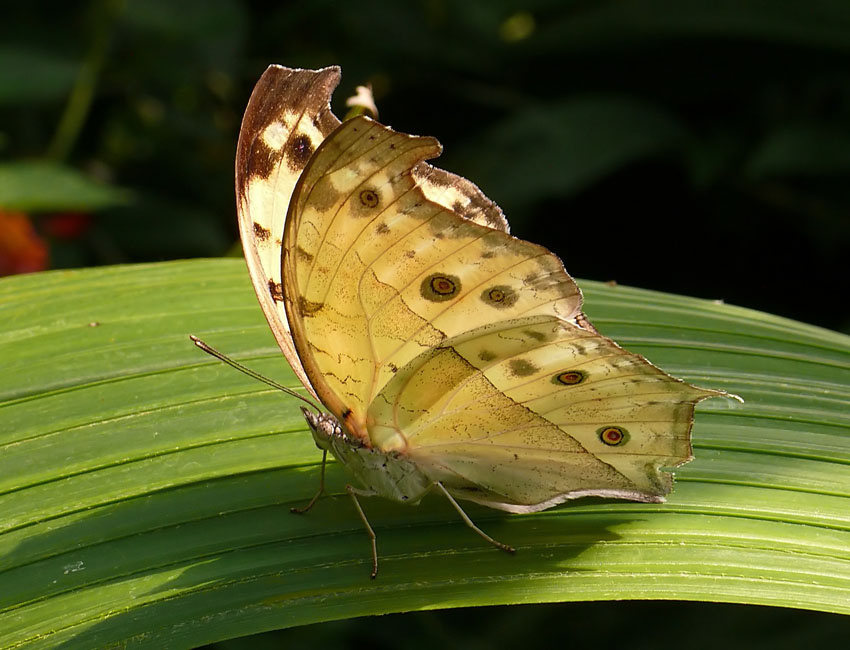 Schmetterling