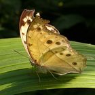 Schmetterling