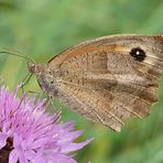 Schmetterling als Babysitter