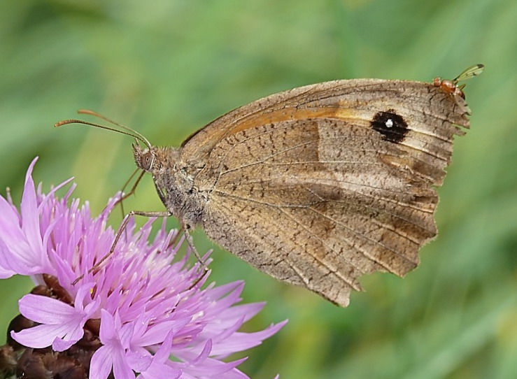 Schmetterling als Babysitter