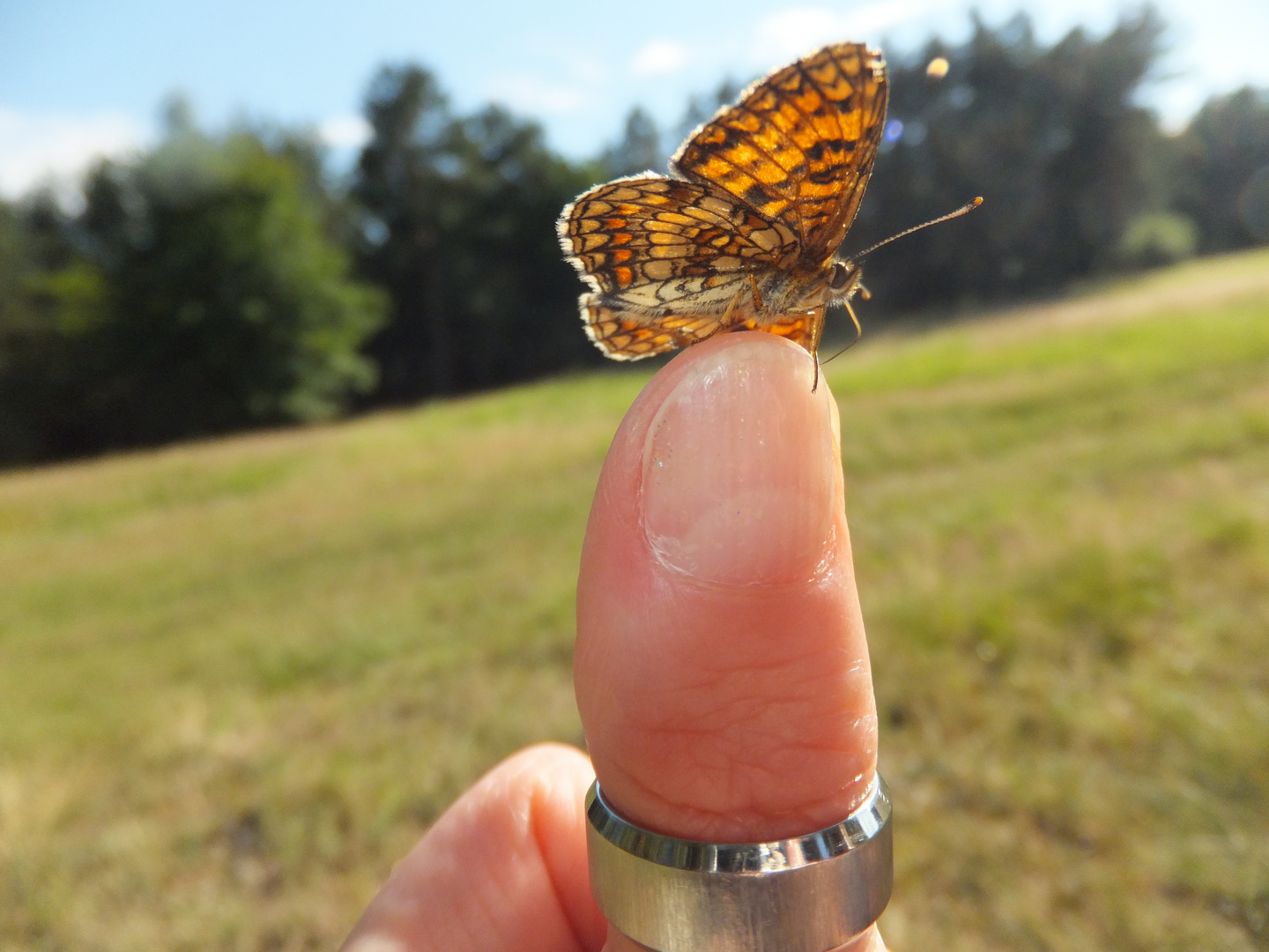 Schmetterling als Model