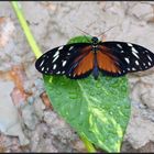 Schmetterling als Model