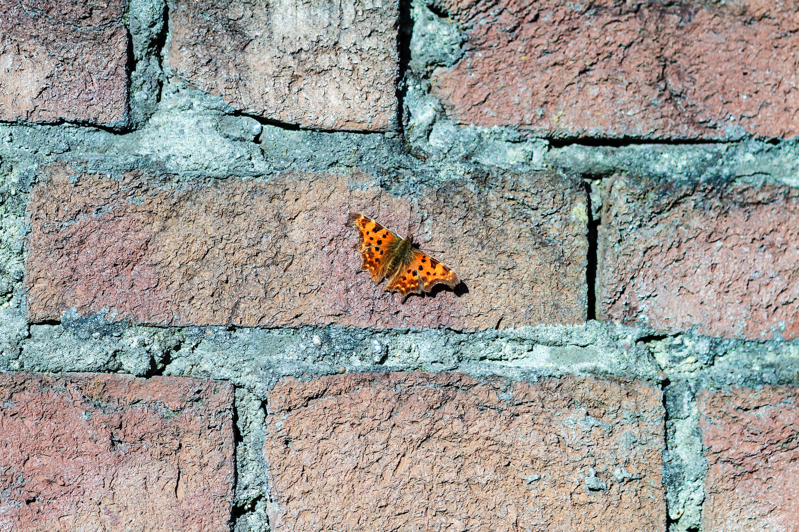 Schmetterling am 09.03.14