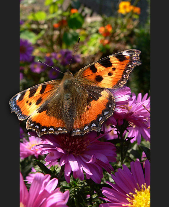 Schmetterling am 8. Oktober