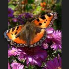 Schmetterling am 8. Oktober