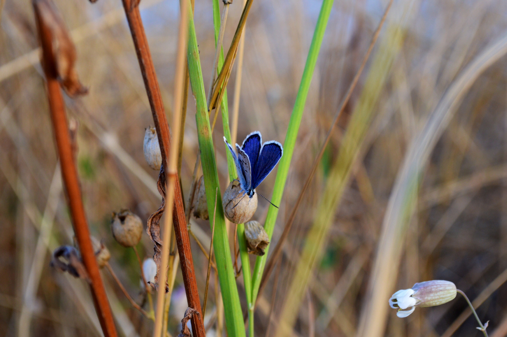 Schmetterling am Abend