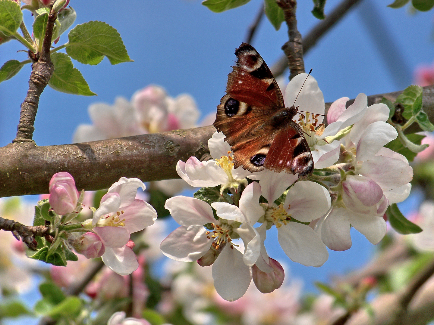 Schmetterling am Äpfelbaum