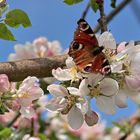 Schmetterling am Äpfelbaum