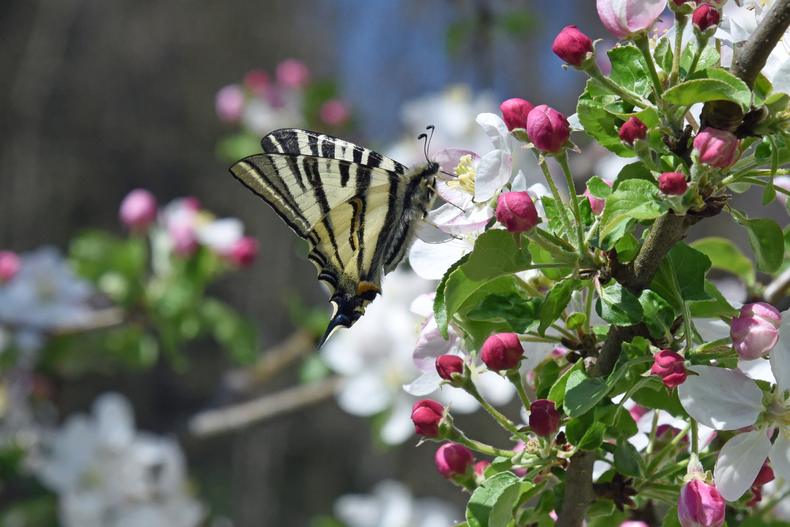 Schmetterling am Apfelbaum