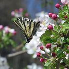 Schmetterling am Apfelbaum