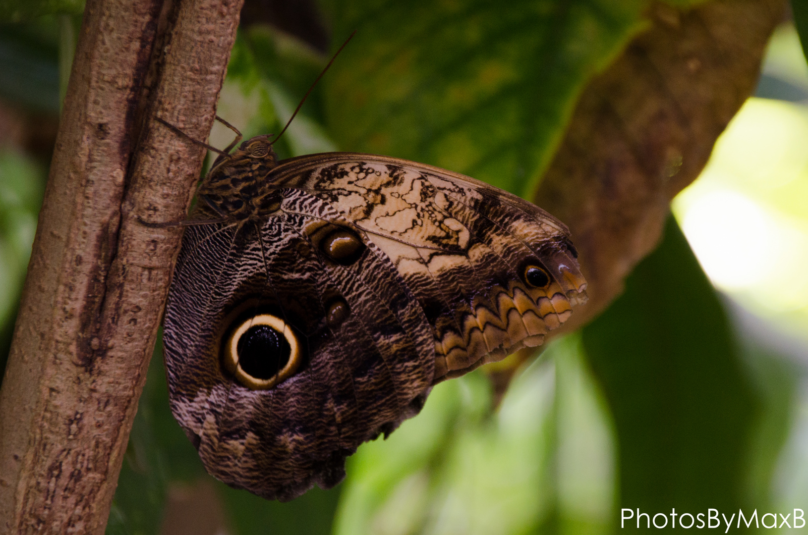 Schmetterling am Ast