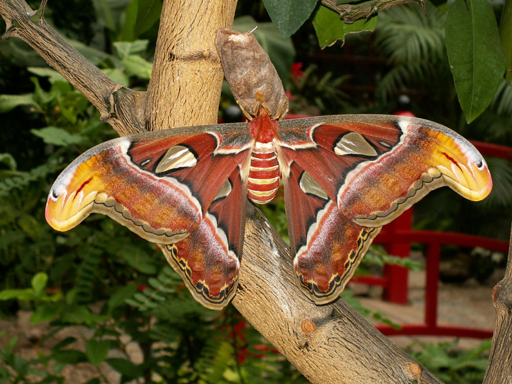 Schmetterling am Ast