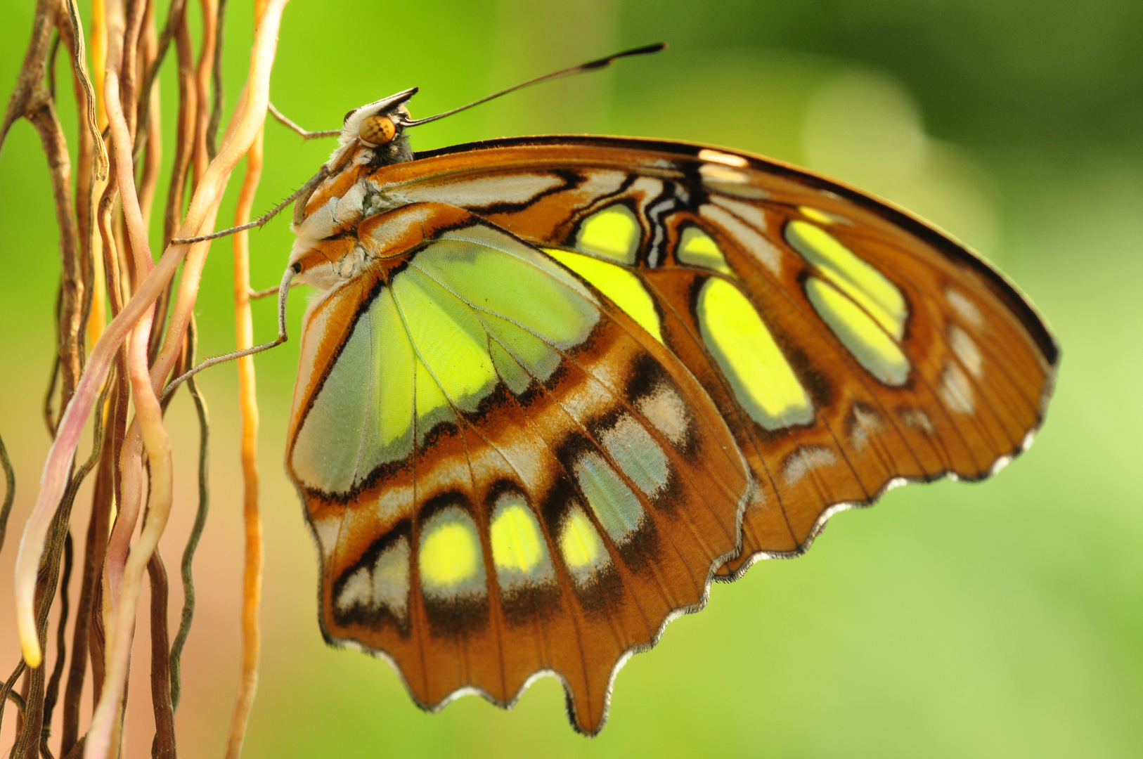 Schmetterling am Ast